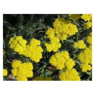  Yarrow Summer Pastels Perennial   100 Seeds, 100 mg Patio 