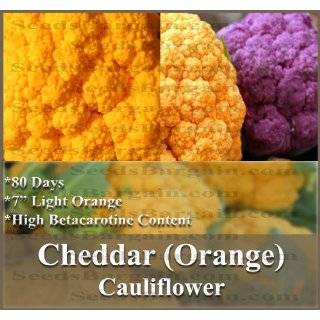 20 CHEDDAR Cauliflower seeds   ORANGE HEAD   RARE 6 7 domed orange 