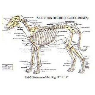PetMassage Skeleton of the Dog (Dog Bones) Chart