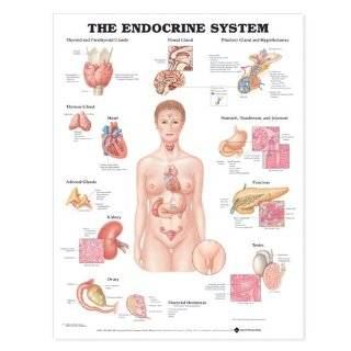Human Endocrine System Chart  Industrial & Scientific