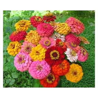 400 + Pumila Zinnia Flower BULK Seeds MIXED COLORS