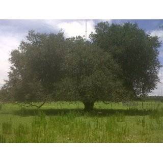 Live Oak Tree ~Shade tree~ Rapid Growth Rate