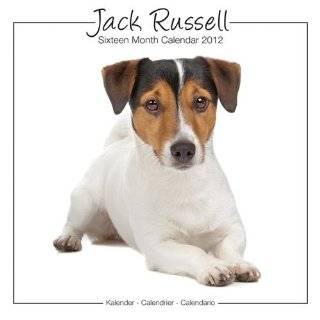 Jack Russell by Myrna 2012 Square 12x12 Wall Calendar BrownTrout 