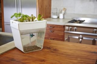 Aquafarm Aquaponics at Home Hydroponic Garden Kit System Back to The Roots