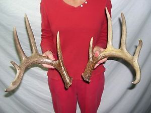 Giant Pair Whitetail Deer Shed Antlers Sheds Antler Horns Log Cabin Taxidermy