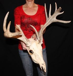 Non Typical Whitetail Drop Tine Sheds Antlers Taxidermy Cabin Decor Craft