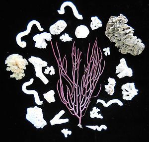 Sea Fan Purple Barnacles Coral Pieces Egg Casing Salt Water Reef Fish Tank 24