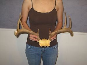 Deer Antler Skull Mount