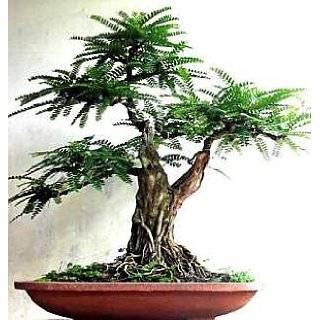   Stone Pine 10 Seeds   Bonsai   Pinus pinea Patio, Lawn & Garden