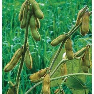  Edible Soy Bean Seeds   13 grams   GARDEN FRESH PACK 