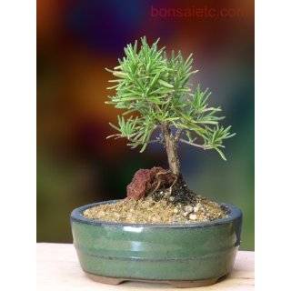 Petite Herbal Bonsai   Fresh, Green, and Best Wish for Special Someone 